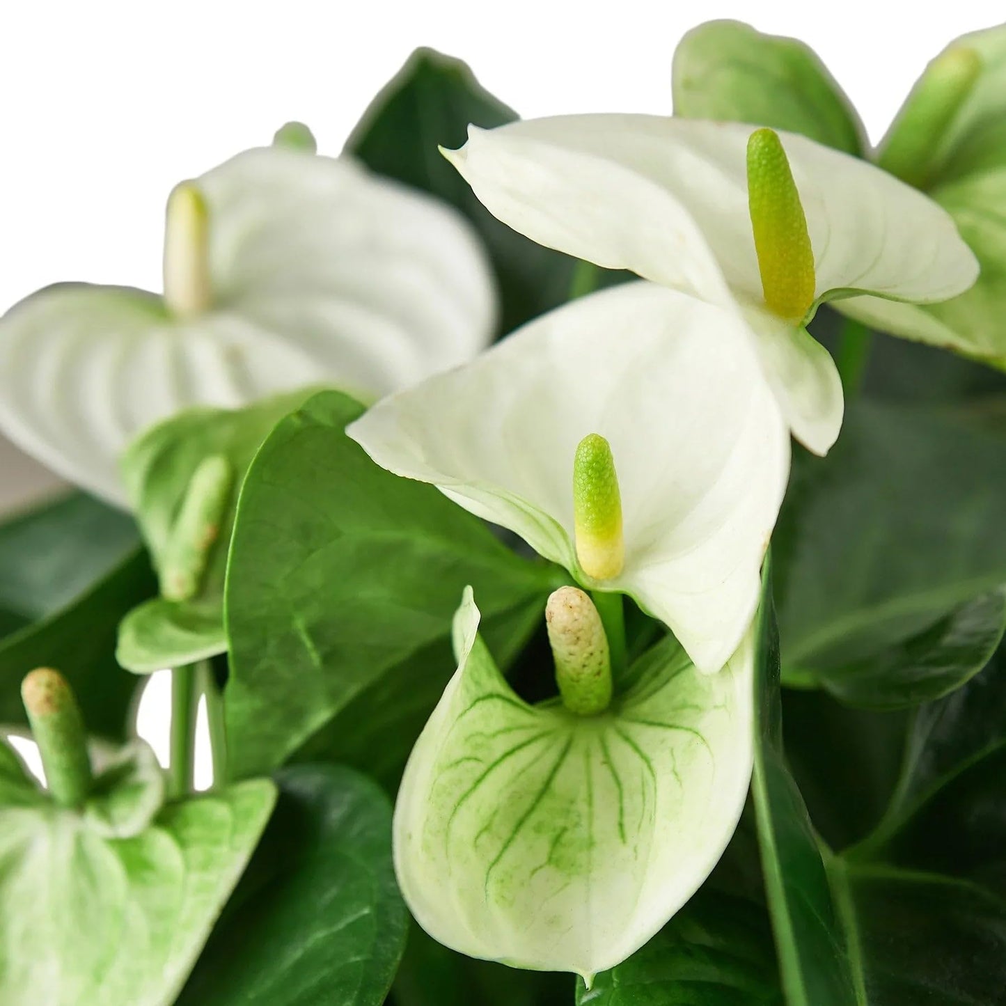 Anthurium White | Live Plant for Indoor & Outdoor | for Living Room, Office, Bathroom | (4" Pot)