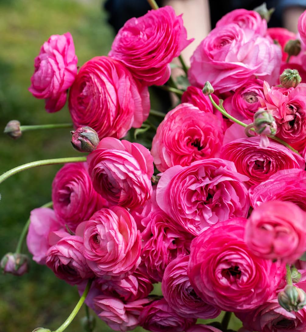 Mixed Peony Ranunculus Bulbs- Persian Buttercup -10 Corms Bulbs Flowering Blooms Perennial Bulbous Root Garden Plant (Pink)