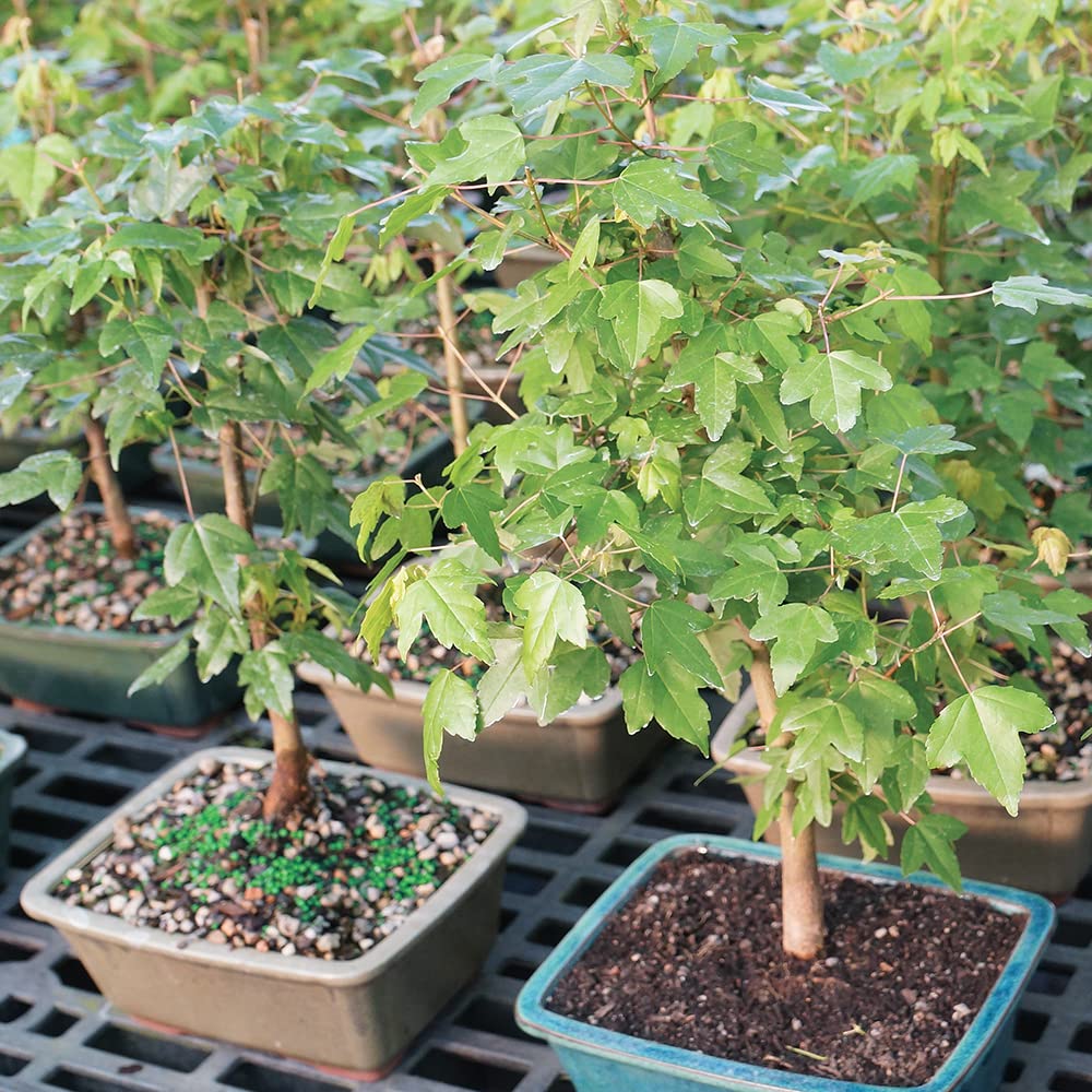 Brussel's Bonsai - Live Trident Maple Bonsai Tree in Decorative Container, Outdoor Bonsai Tree Live Plant, 5 Years Old, 8-12 Inches Tall, Easy Care Bonsai for Patio Garden (Medium)