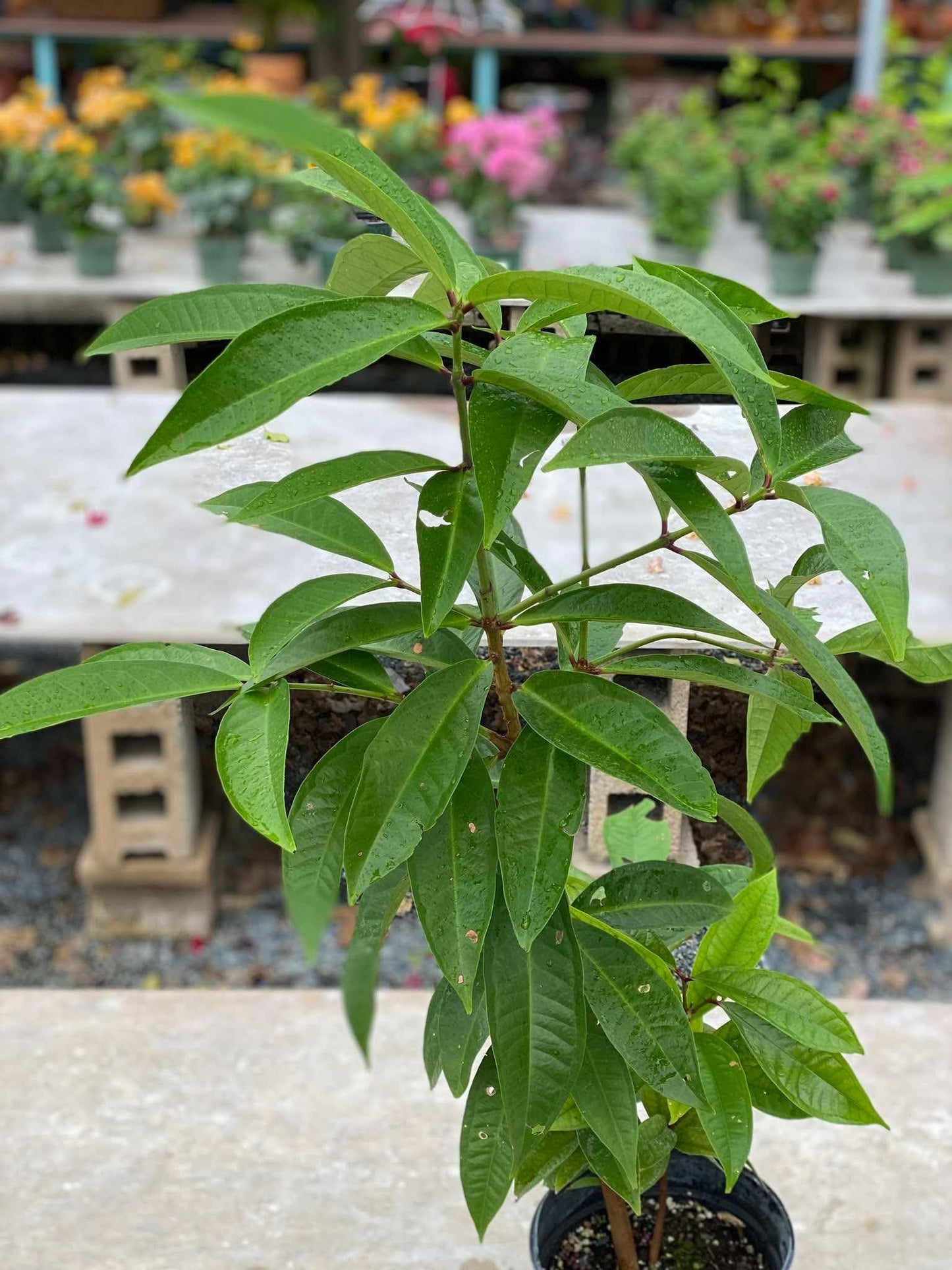 Wax Jambu Red Tree Live Plant, 2-3 Ft Tall Sweet Rose Apple, Wax Jambu Fruit Plant, Tropical Fruit Tree (Red Fruit)