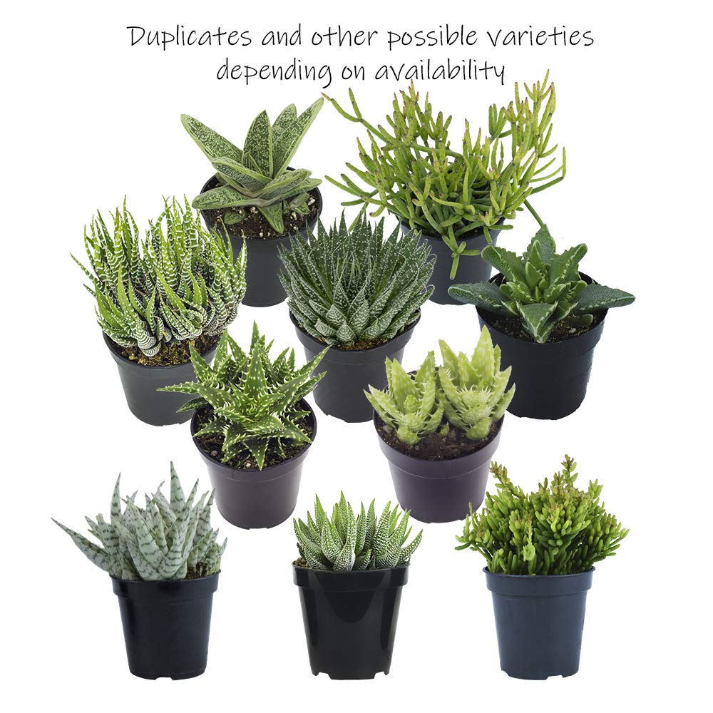 Altman Plants, Assorted Succulents Plants Live Houseplants (12PK), Succulent Plants Home Office Plants Live Indoor Plants, Live Plants Indoor House Plants, Easy Care Plants, Desk Plants Kitchen Plants
