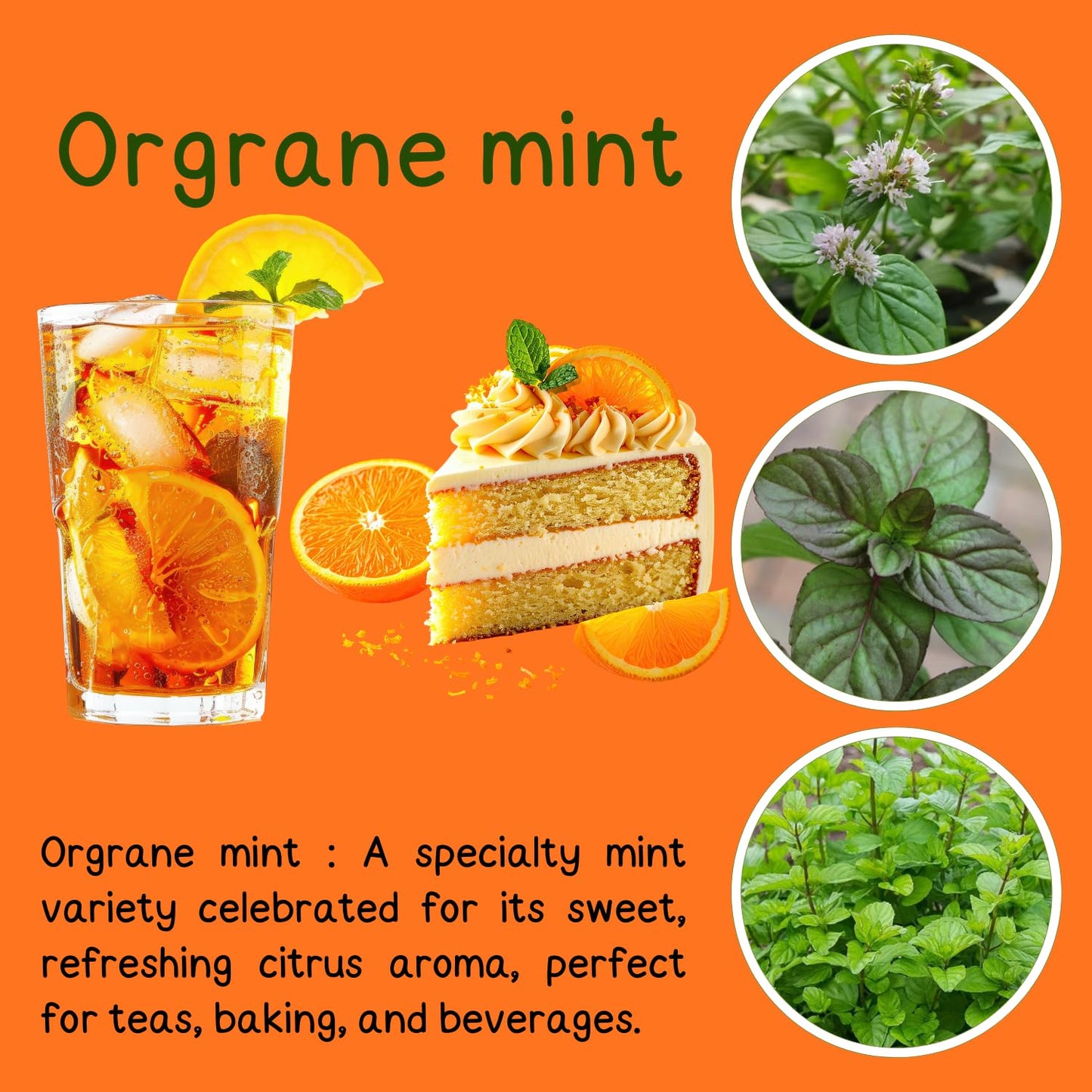 TANKDA Sets 2 Live Mint Plants Herb in 3.5" Pot, Fresh Orange Mint for Indoor Outdoor Growing, Spring Planting, 5-9" in Tall