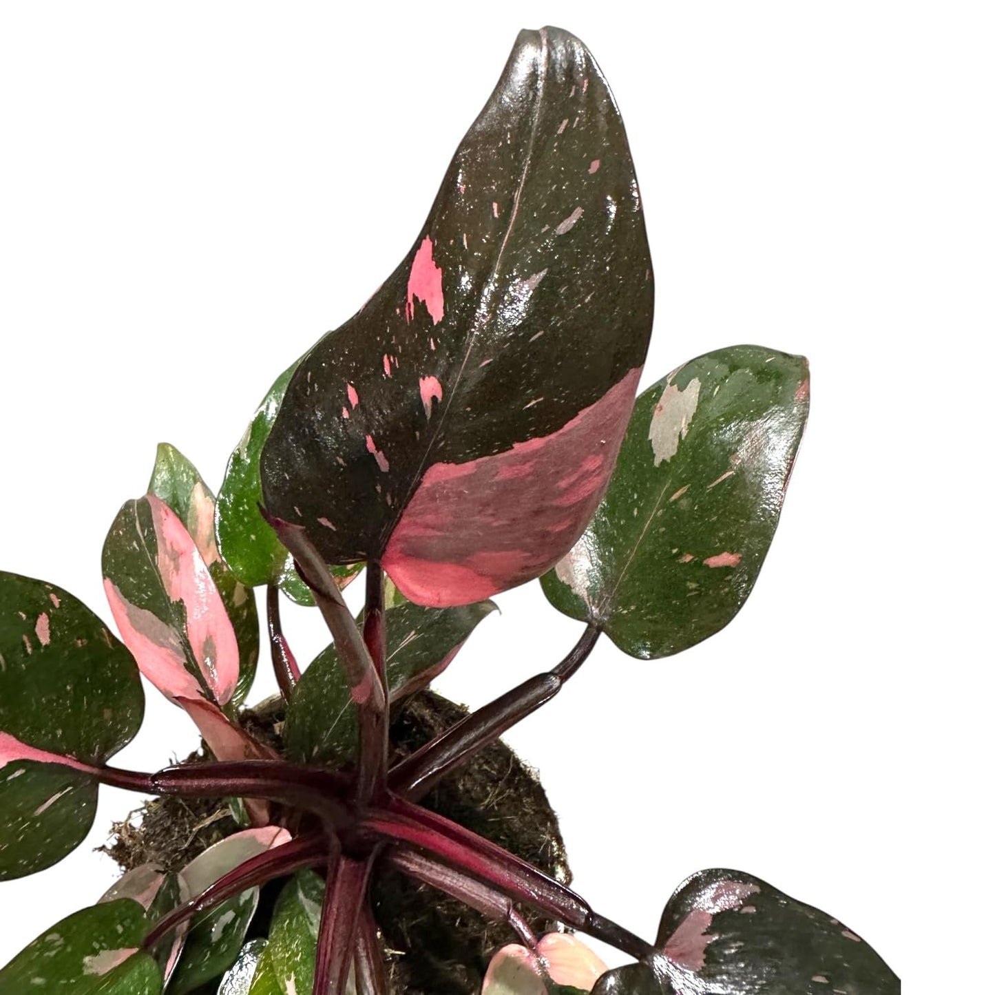Hopewind Plnats Shop - Philodendron Live Plant, Air Purifying, Easy Care, Easy to Grow, Rare Variety, Live Indoor Plant, 4 inch Pot (Philodendron Pink Princess)