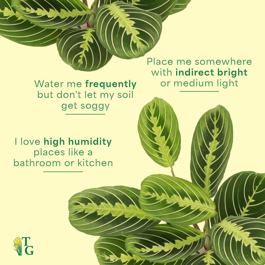 Thorsen's Greenhouse Lemon Lime Prayer Plant, Live Indoor Plant, Pet Friendly, Attractive Houseplant, Lemon Maranta, Natural Air Purifier, Easy to Grow, 4" Diameter Pot (Coffee)