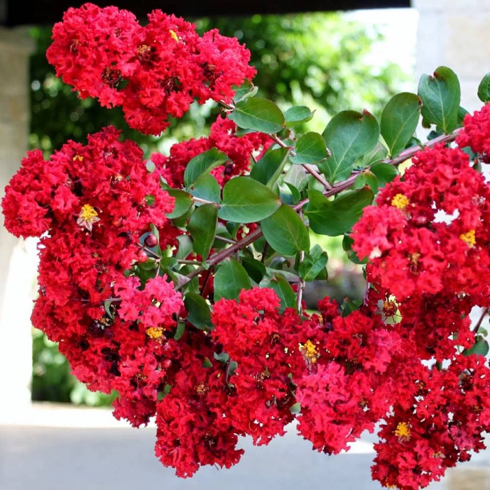 TriStar Plants - Red Scarlet Crape Myrtle, 1 Gallon Trade Pot - Lagerstroemia, Crepe Myrtle, Red Crape Myrtle, Southern Myrtle, Flowering Shrub, Flowering Tree, Healthy Established Roots