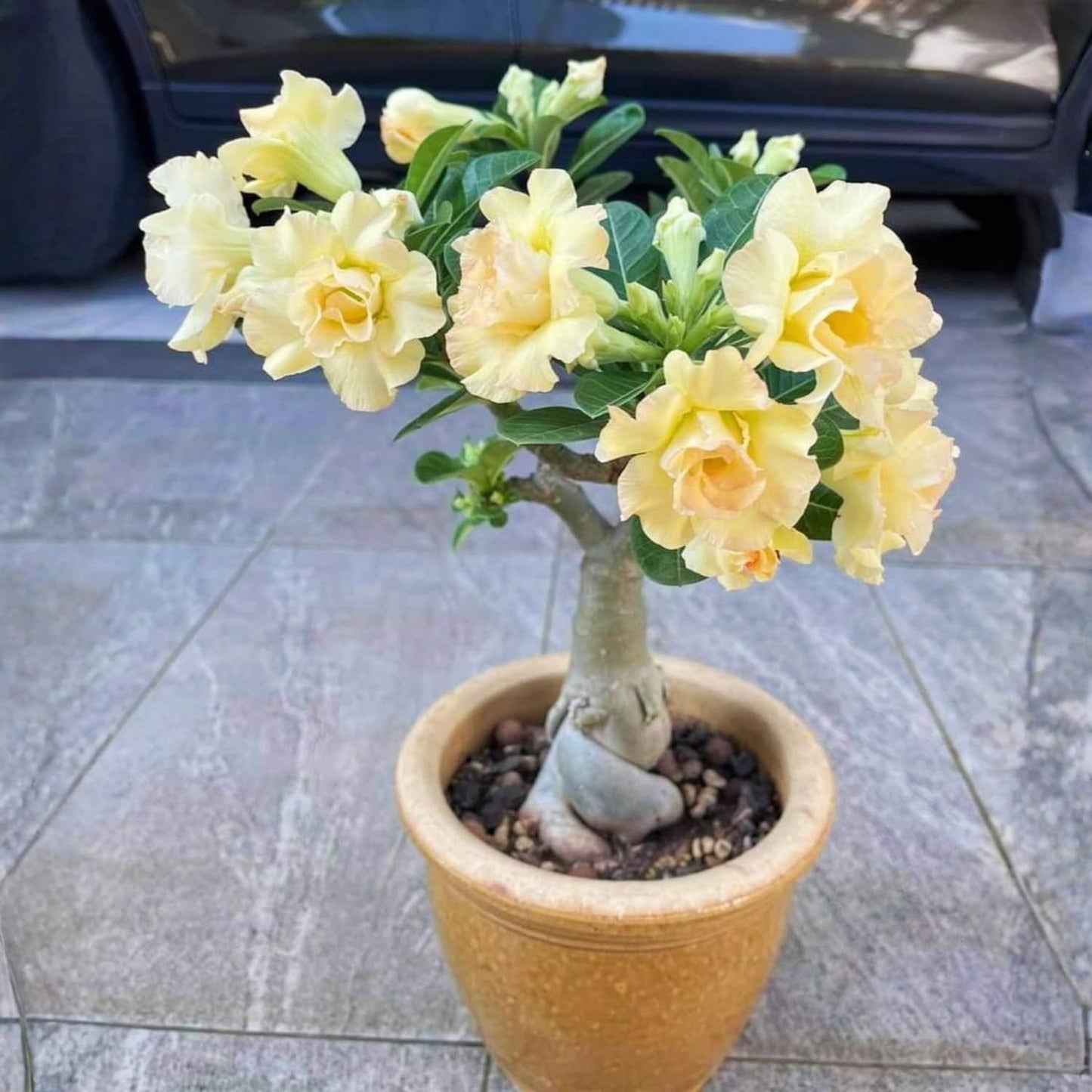 Set 3 Live Desert Rose Plants, Assorted Flowering Succulent Houseplant, Indoor Outdoor Growing 4-7'' Tall