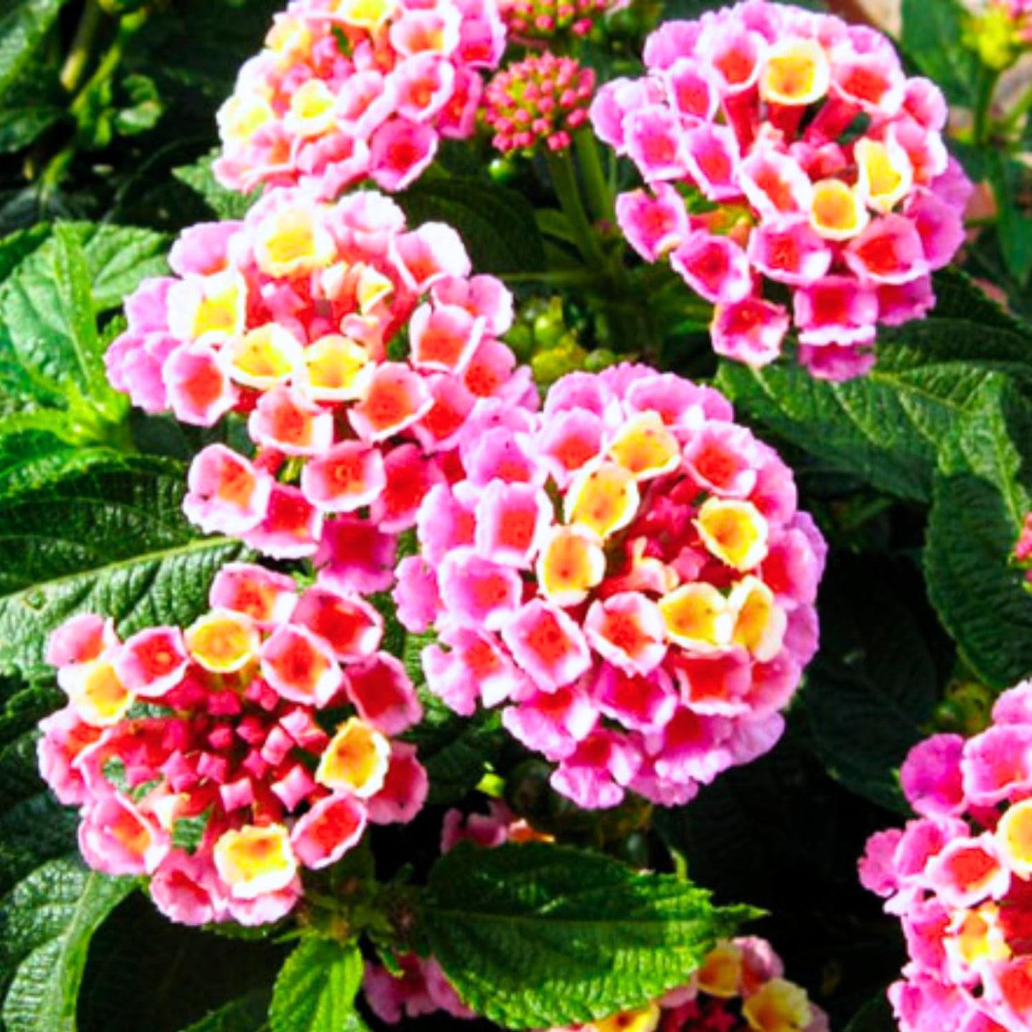 2 Lantana Plants Live for Planting Outdoors, 4-9" Tall, Fragrant Lantana Live Plants Ready to Grow, Butterfly Lantana Perennial Flowers Lantana Trees (Pink)