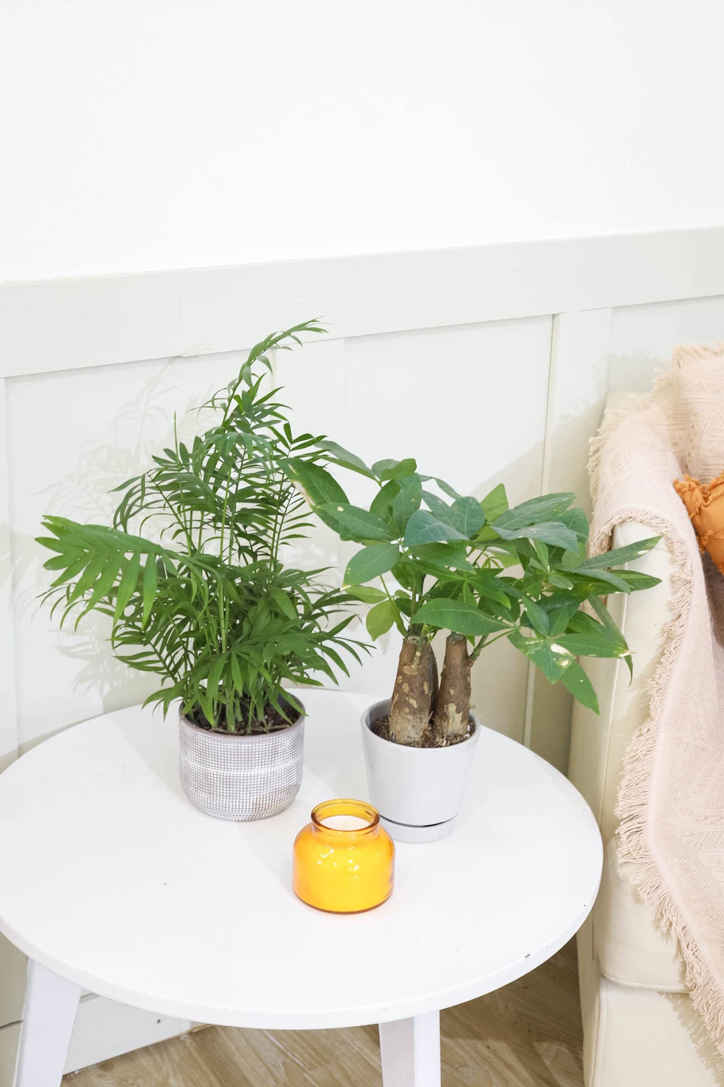 Pachira Stump Money Tree (4" Grower Pot) - Air Purifying and Live Healthy Houseplant - Easy to Grow, Easy to Care Indoor Houseplant