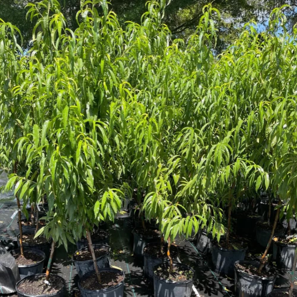 Donut Peach Tree Live Plant, in 3 Gallon Pot, 2 to 3 Feet Tall, Sweet Peach Fruit Tree for Outdoor Planting, No Ship to CA
