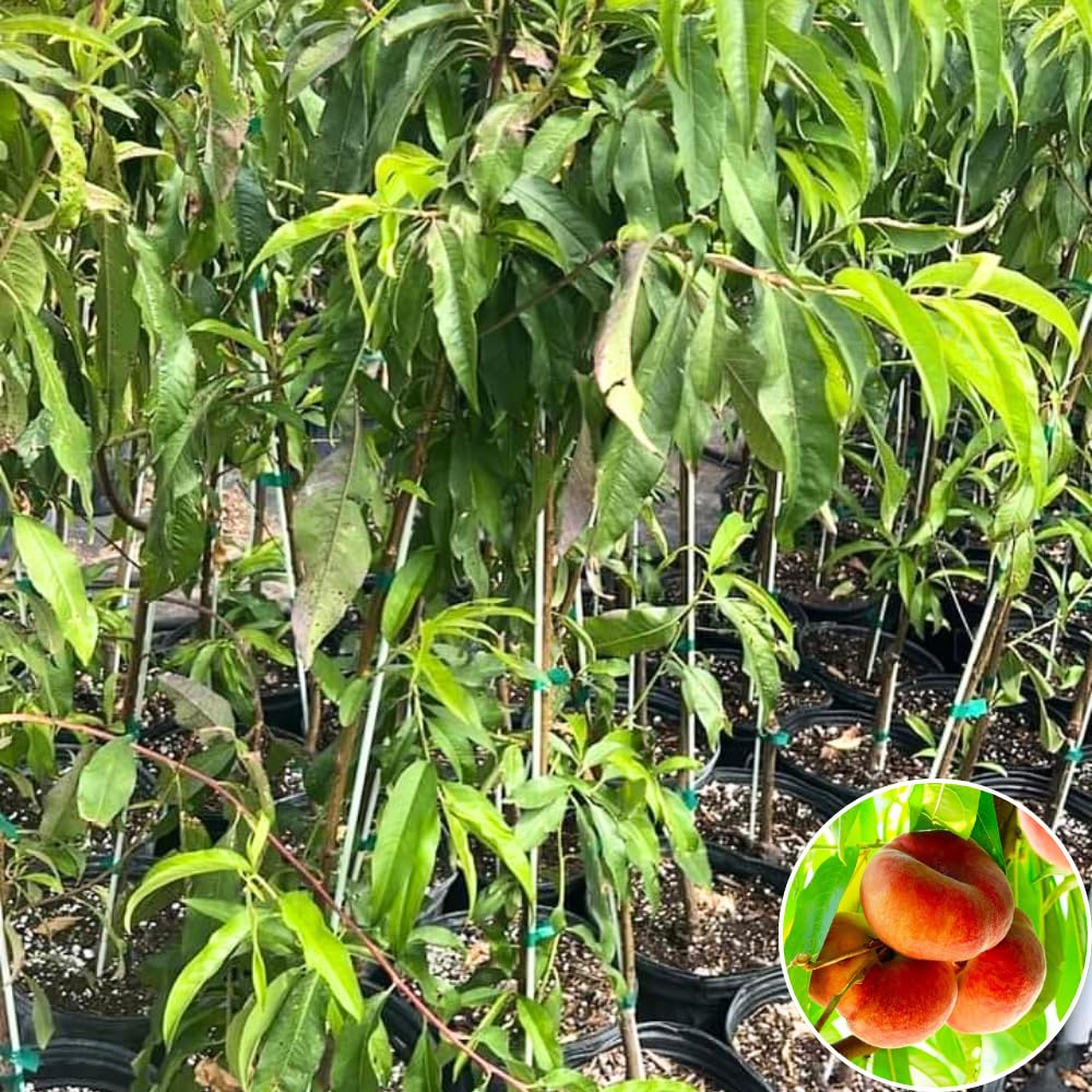 Donut Peach Tree Live Plant, in 3 Gallon Pot, 2 to 3 Feet Tall, Sweet Peach Fruit Tree for Outdoor Planting, No Ship to CA