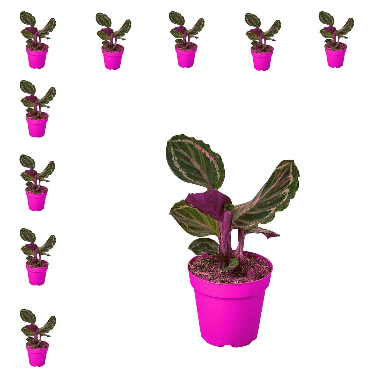 10 Pack Calathea Roseopicta 'Medallion' in 4in Pot - Live Plants Tropical Houseplants | Variegated | USA Growers | The Snobby Leaf