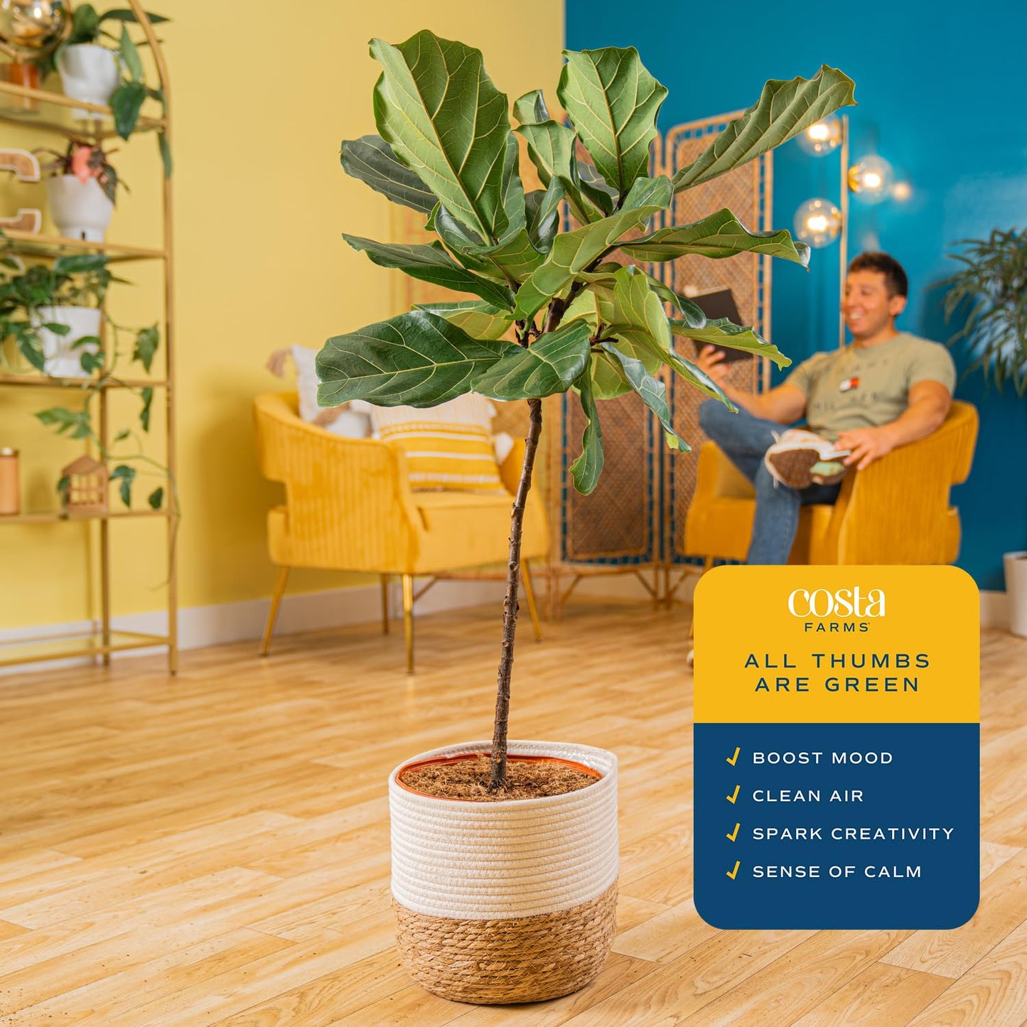 Costa Farms Fiddle Leaf Fig Tree, Ficus Lyrata Live Indoor Floor Houseplant in Decor Planter, Tropical Plant for Home Potted in Soil, Home and Office Decor, Housewarming Gift, 3-4 Feet Tall