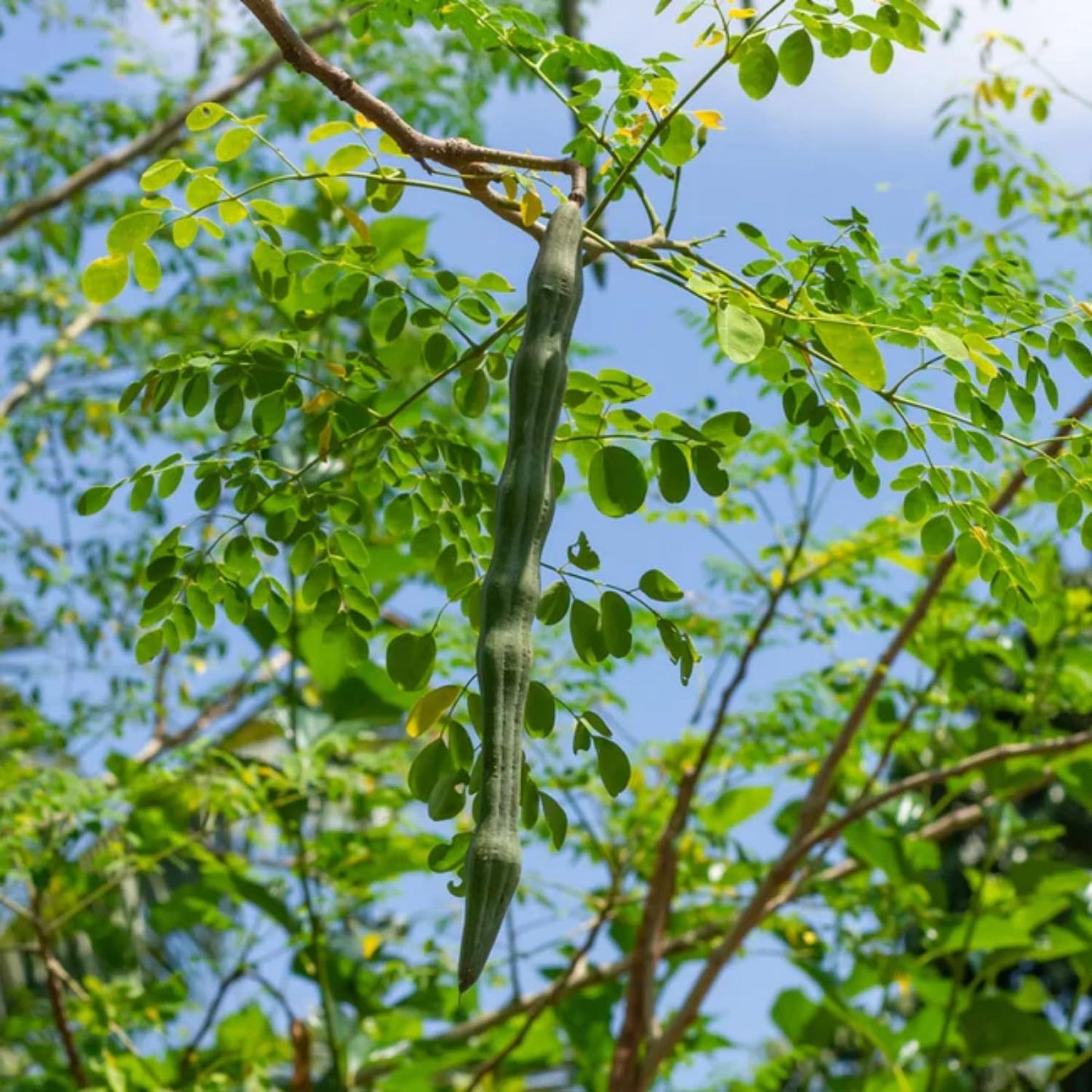 Indian Moringa Seeds High-Yield Drumstick Seeds for Home Garden, Terrace Gardening, Organic Vegetable Farming, Easy to Grow, Fast Germination, Suitable for Pots and Outdoor Planting (Pack of 15)