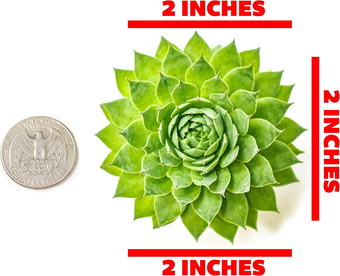 Sempervivum Succulents Plants Succulent Plant Decor (5PK), Live Plants Indoor Plants Live Houseplants, Gardening Gifts for Plant Lovers, Mini Succulent Plants for Delivery Prime by Plants for Pets