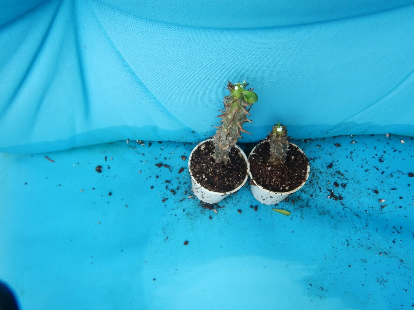 Live Plant - Rung Jaren SAB Crown of Thorns-Euphorbia Milii Christ Plant Starter Plant