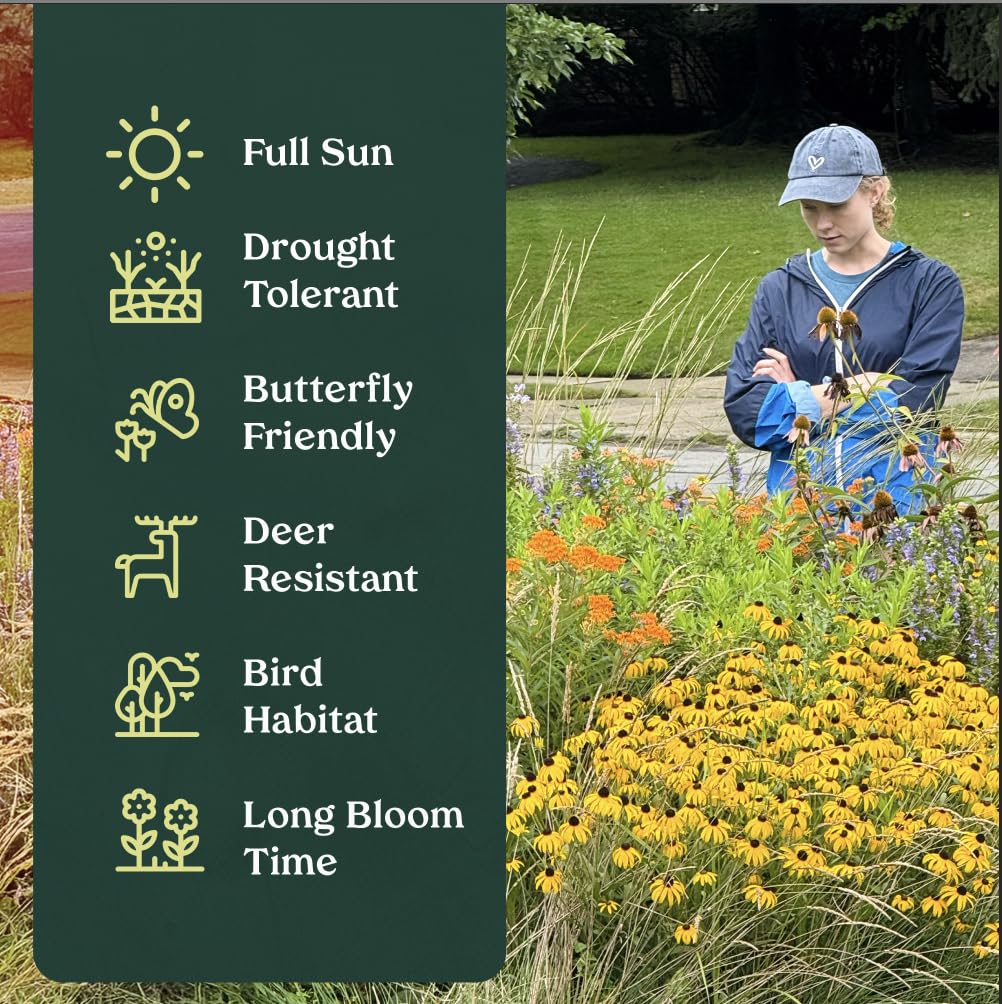Swamp Milkweed 6 Live Plants (Asclepias incarnata) – Native Perennial Wildflower for Pollinator & Rain Gardens, Attracts Monarch Butterflies, Ideal for Wet Areas, Full Sun Landscaping Plant