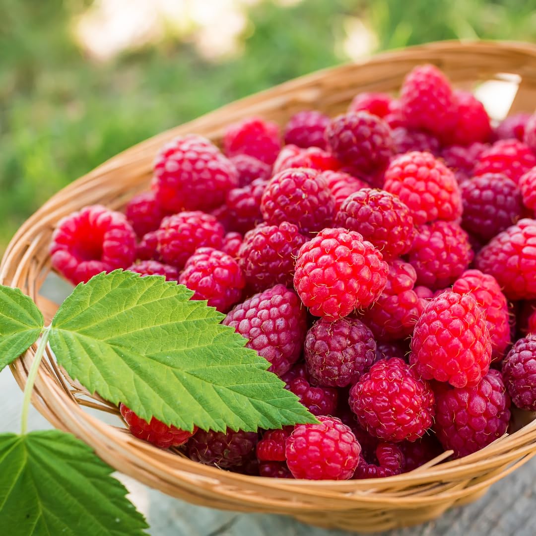 Set of 2 Raspberry Plants Live, Sweet Raspberry Bushes, 5-8 Inches Tall, Well-Rooted, Ready for Growing (Red Raspberry)
