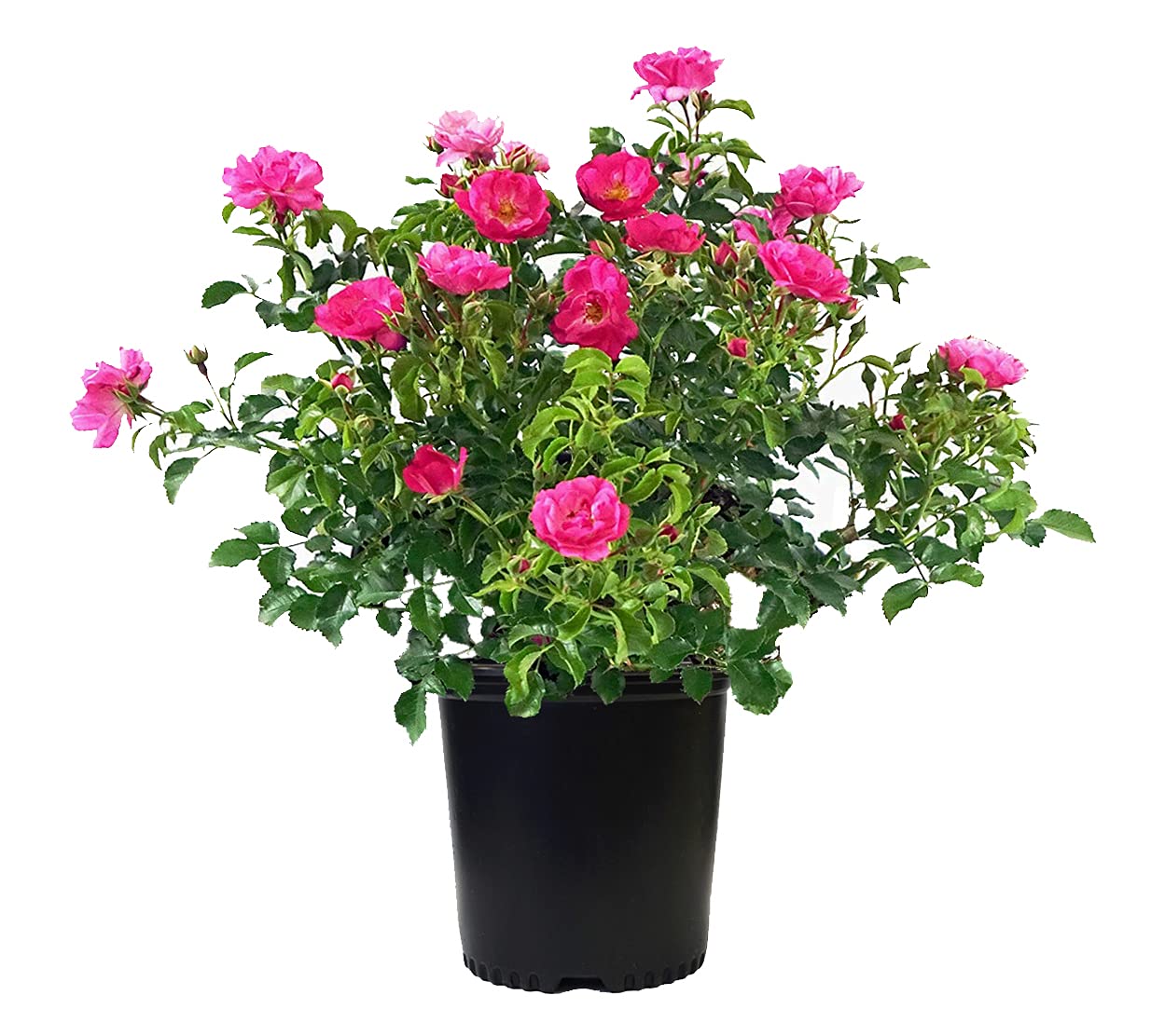Live Plant from Green Promise Farms Flower Carpet Roses ROSA `FLOWER CARPET PINK` Pink Flower Shrub #2 Size Container Pink