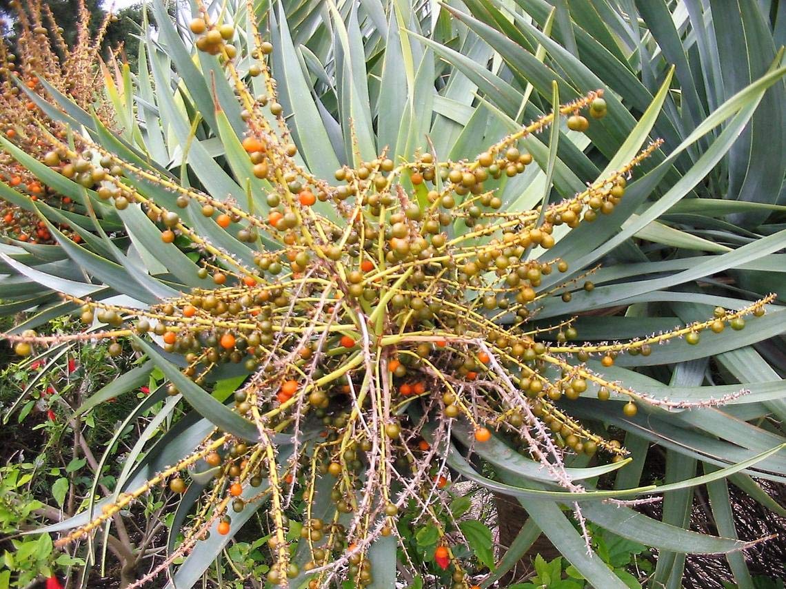 Dragon Blood Tree Seeds to Grow - 6 Seeds - Dracaena Draco Seeds for Planting - Exotic Tree Seeds