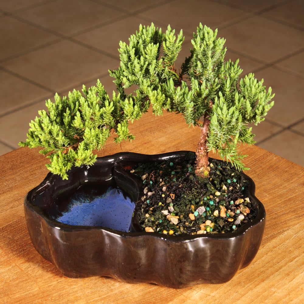 Brussel's Bonsai - Live Green Mound Juniper Bonsai Tree in Zen Reflections Pot, Outdoor Bonsai Tree Live Plant, 3 Years Old, 6-8 Inches Tall, Easy Care Bonsai for Patio Garden (Small)