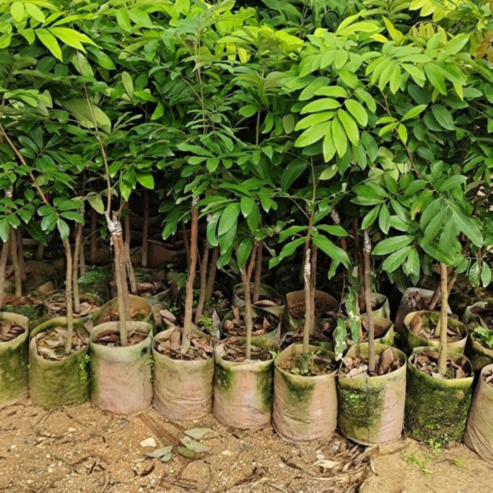 Tropical Longan Tree Live Plant, 1 Year Old Tree, 8-10 Inches Tall in 4 Inch Pot, Well-Rooted Fast-Growing Fruit Tree for Zones 9-11 Outdoor Spring Planting