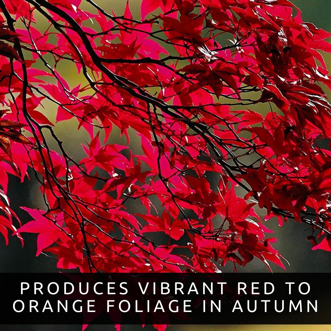 Red, White and Blue Ornamental Tree Collection – Red Maple, White Weeping Willow & Blue Wisteria – Live Outdoor Plants for Landscaping, Garden Focal Points & Seasonal Color
