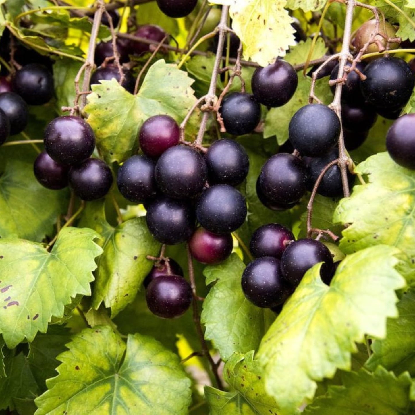 Muscadine Grape Vine - 3-6" Tall Live Plant - Sweet, Hardy Fruit Grape Climbing Vine for Backyard Trellis, Fence - Vitis rotundifolia