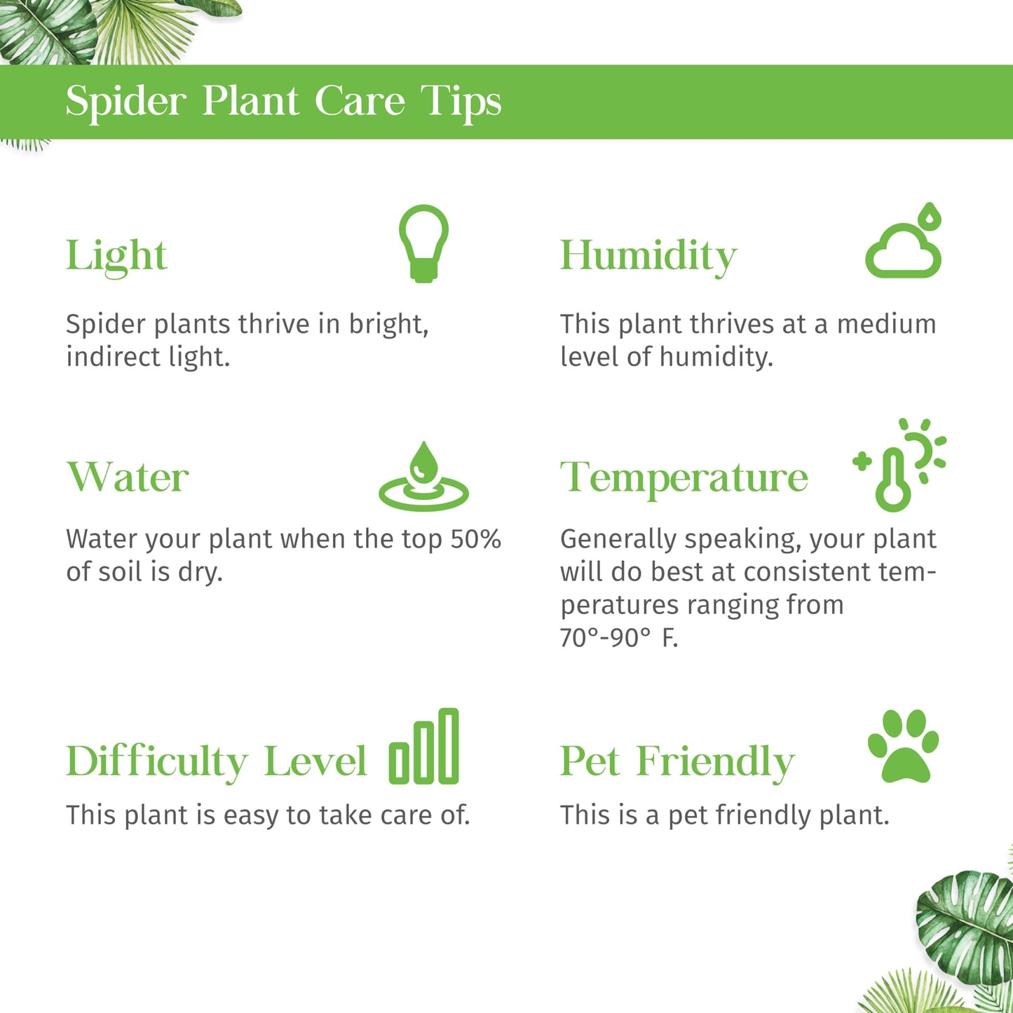 Spider Plant Bonnie Live Plant for Indoor | Different Houseplants in 4'' & 6'' Pot | Real House Plant for Living Room, Office, Desk & Bathroom | Chlorophytum Comosum | Airplane Ivy