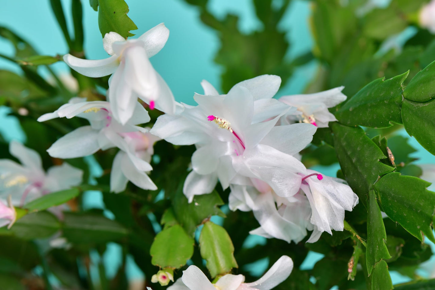 White Thanksgiving Cactus, Live Plant in 3" Grower Pot, Easy Care, Houseplant, SCHLUMBERGERA zygo 'Flame New White'