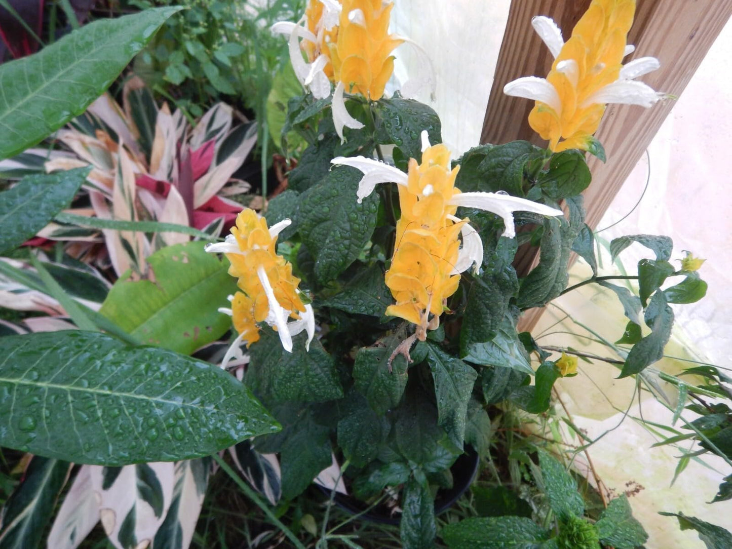 Live Plant - Golden Shrimp Plant Justicia Brandegeana, Pachystachys Lutea, Starter Plant!!