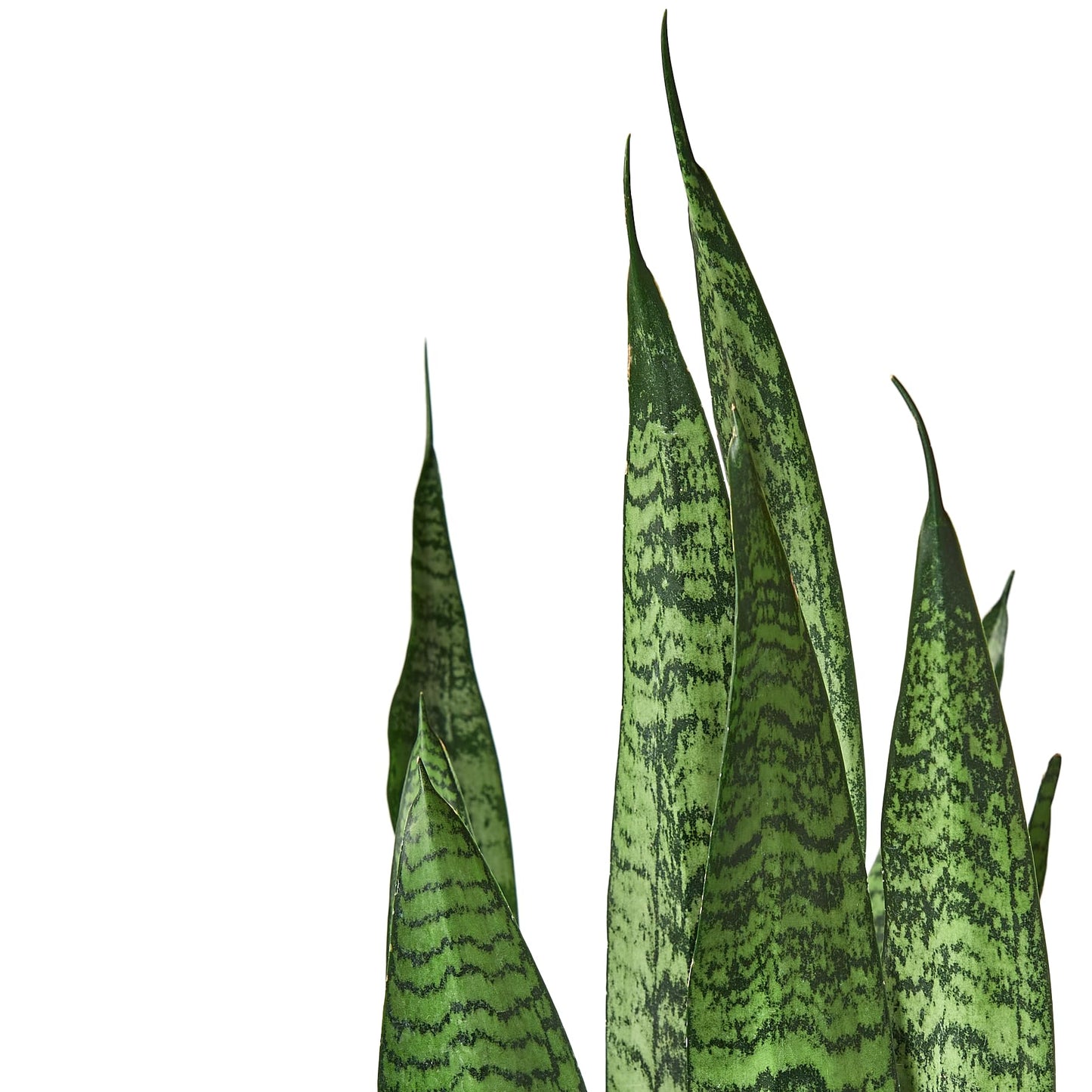 Snake Plant 'Zeylanica' | Live Plant for Indoor & Outdoor | for Living Room, Office, Bathroom | (6" Pot)