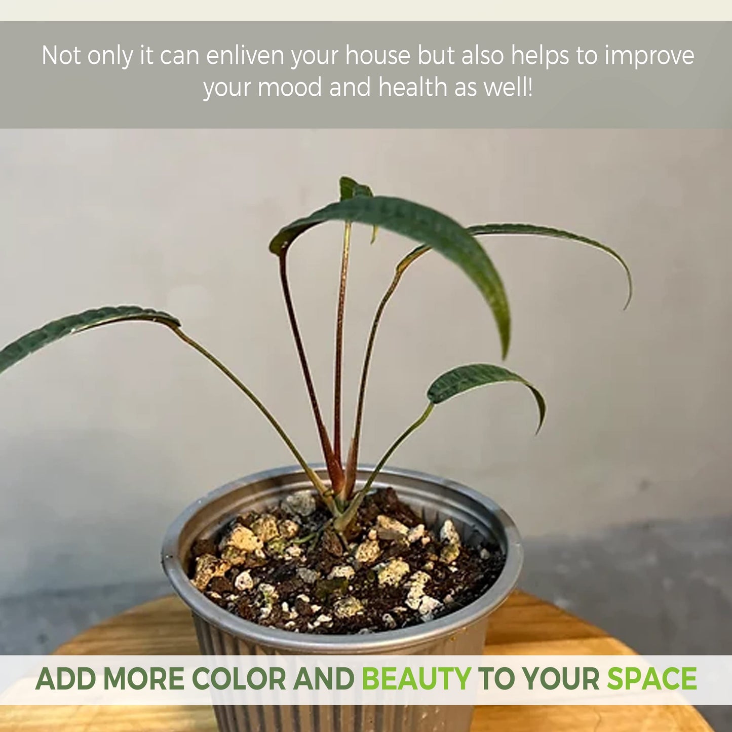 LEAL PLANTS ECUADOR Anthurium Cutucuense| Exotic Green Indoor Houseplant | Rare Anthurium Live Plant for Home Decor | Low Maintenance Tropical Plant for Living Room | Unique Heart-Shaped Foliage