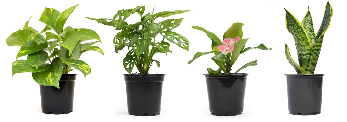 Live Pothos Plants (4PK) + Classic Houseplant Collection (4PK) - Low Maintenance Indoor Plants Purify Air, Easy to Grow Hanging Plants and Trailing Vines in 4 Inch Nursery Pots