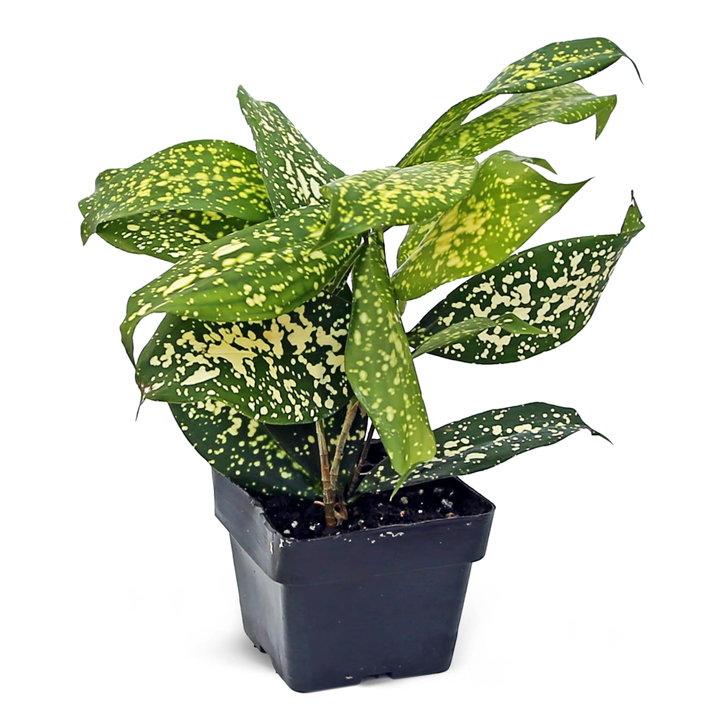12 Pack Live Florida Beauty Golddust Spoted-Leaf Dracaena Surculosa, Variegated Indoor Potted Houseplant, Office Gift, Get Well Gift, Birthday Gift, Thank You Gift in 3" Pot