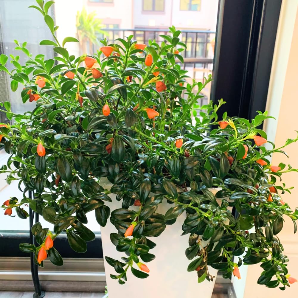 Goldfish Plants Live in 4 Inches Pot, Orange Goldfish Flower Plant, Live Houseplants Succulent for Hanging Basket, Well Rooted, 4-7 Inches Tall