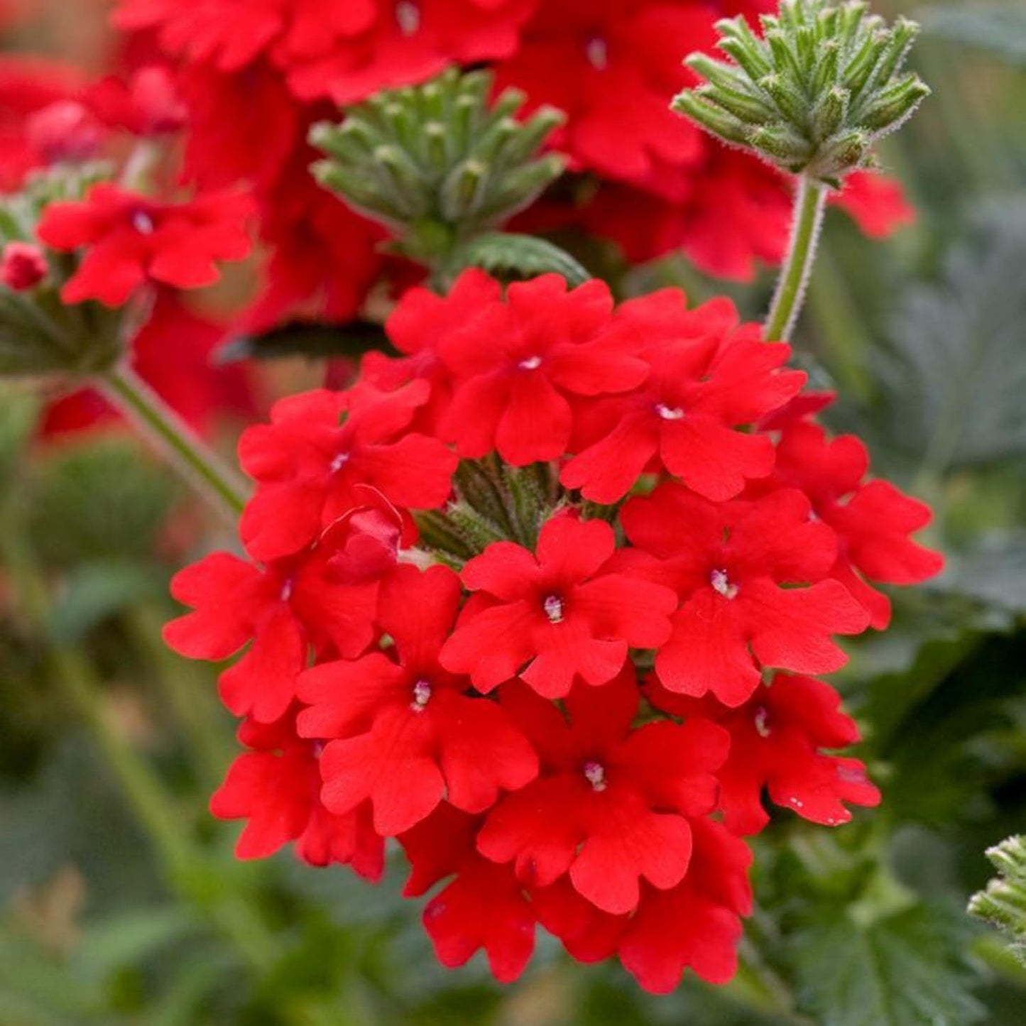 Red Verbena Plants, 4 Inch Pot, 4-6" Tall Perennial Live Verbena Flowers Plant for Groundcover, Outdoor Garden