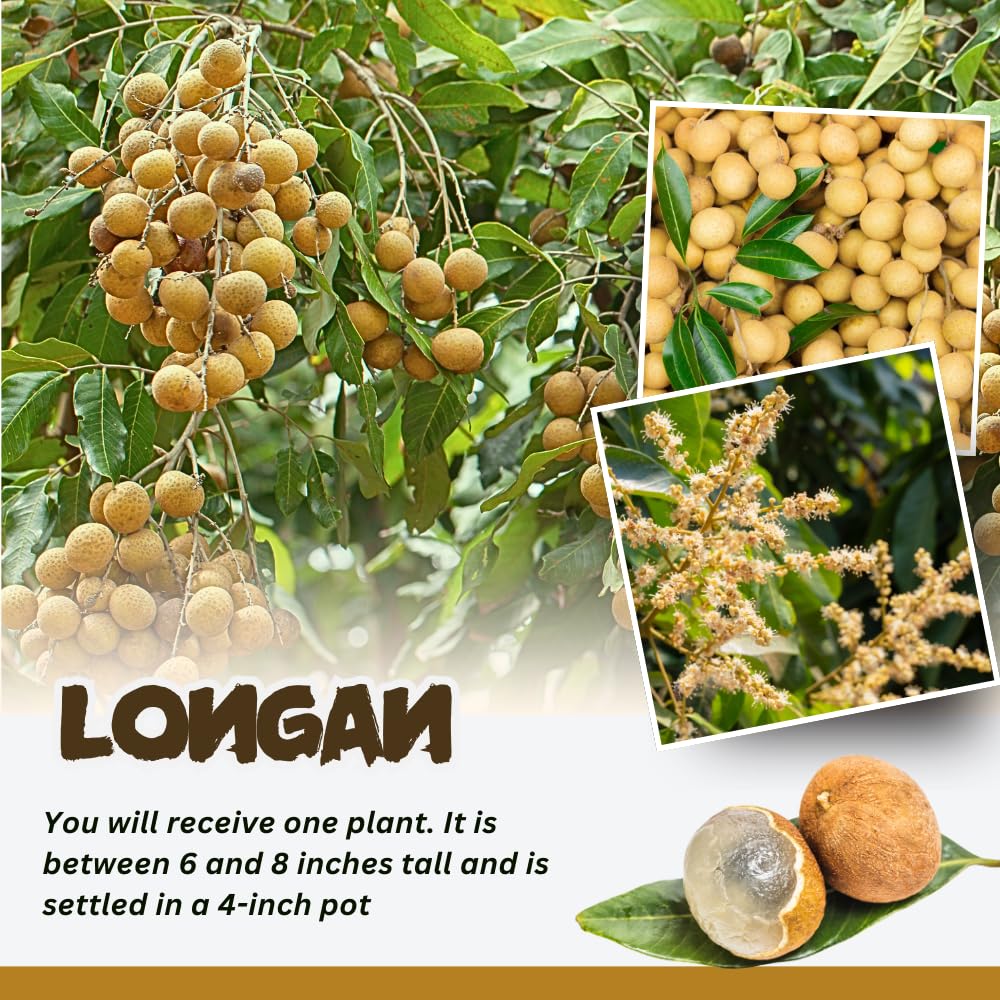 Longan Tree Live Plant in 4 Inches Pot, Longan Seedlings from 6 to 8 Inches Tall, Sweet Fruit Tree for Edible Garden
