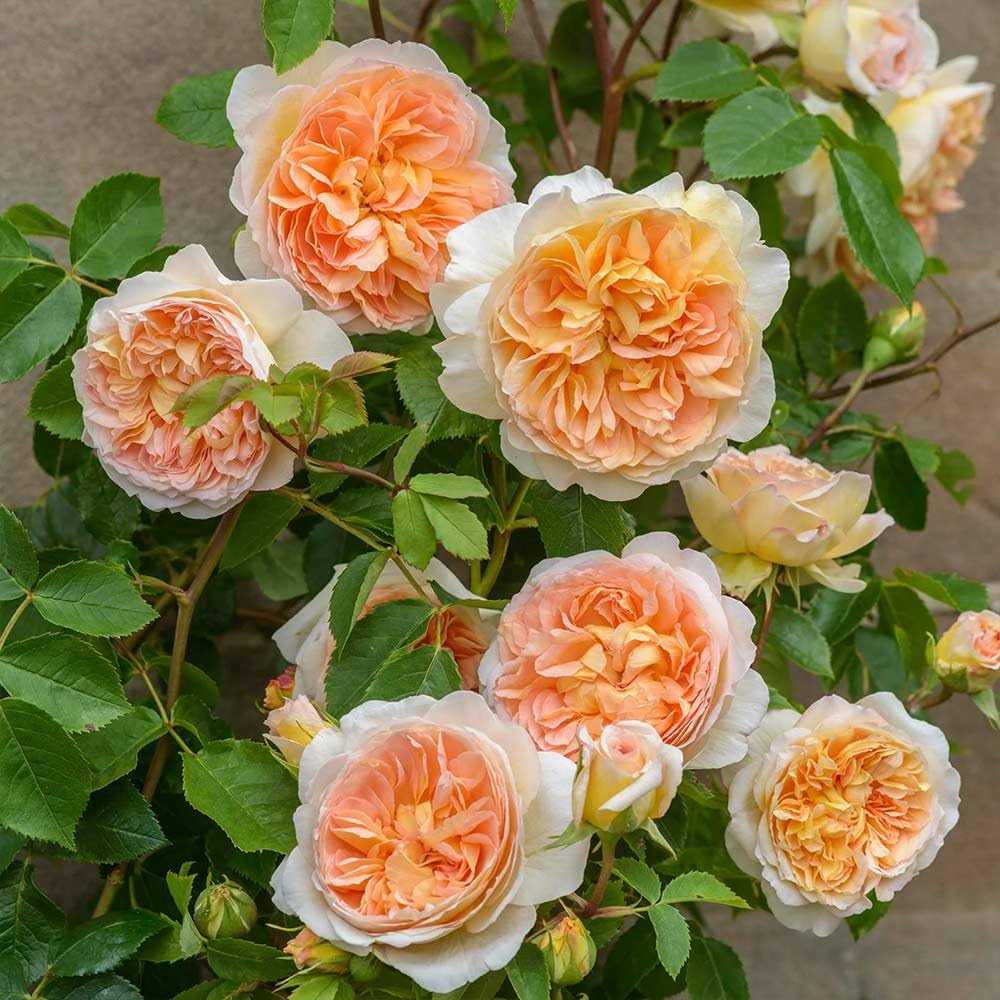 Heirloom Roses David Austin Rose Bush - Bathsheba Live Orange Climbing Rose Plant for Outdoor Planting