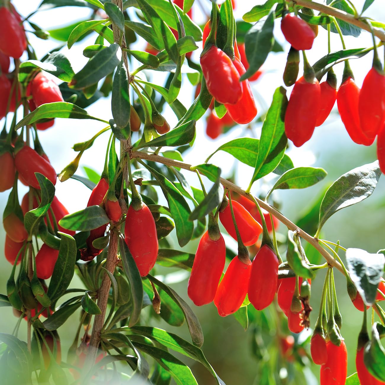Perfect Plants Goji Berry Bush in 1 Gallon Grower's Pot | Delicious Wolfberry for Outdoor Planting | Fresh Antioxidant Packed Fruits | Fully Mature for Home Gardens