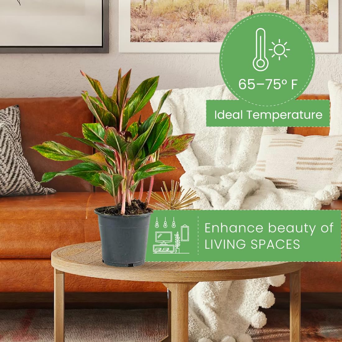 American Plant Exchange Aglaonema Red Sapphire – 6-Inch Pot – Live Chinese Evergreen Houseplant, Vibrant Low Light Foliage for Home, Office, or Indoor Garden Decor
