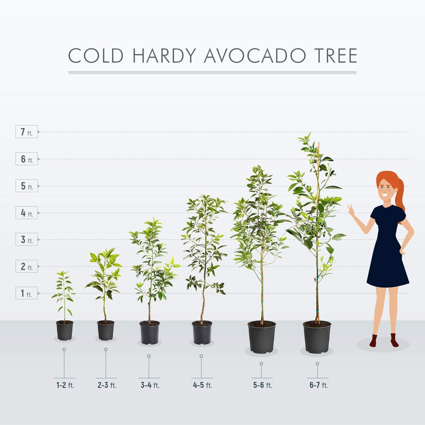 Brighter Blooms - Cold Hardy Avocado Tree, 4-5 ft. - No Shipping to AK, AZ, HI, OR