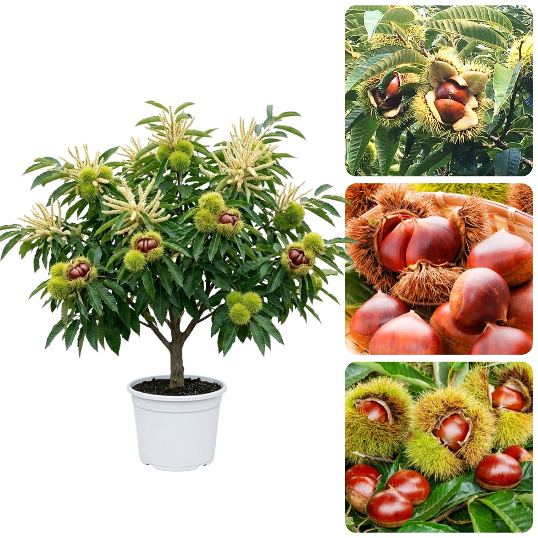 3 Years Old Chestnut Tree Live Plant, 2-3 Feet in 3 Gallon Well Rooted, Cold Hardy Chesnut Plant for Outdoor Spring Planting, No Ship to CA