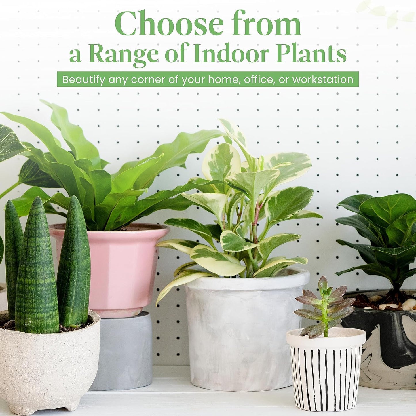 American Plant Exchange Peace Lily, Live Spathiphyllum Plants, 4-Inch Pots, 3 Pack in Deco Covers, Flowering Houseplants, Easy Care, Low Light, Perfect for Housewarming, Sympathy, or Party Gifts