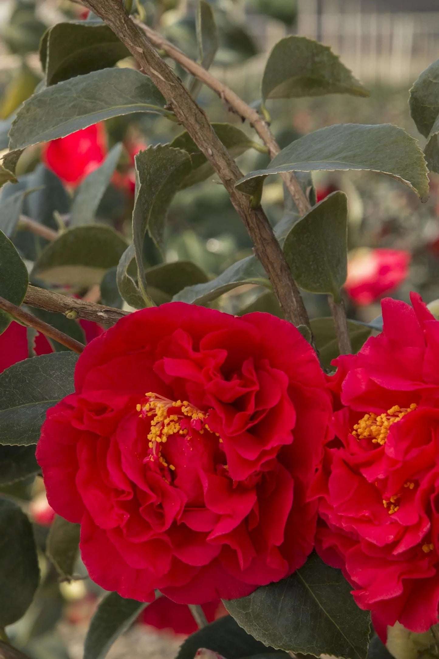 Kramers' Camellia, Live Flowering Shrub, 1 Trade Gallon/3 Quart, Rosy-Red Blooms, Dark Green Foliage