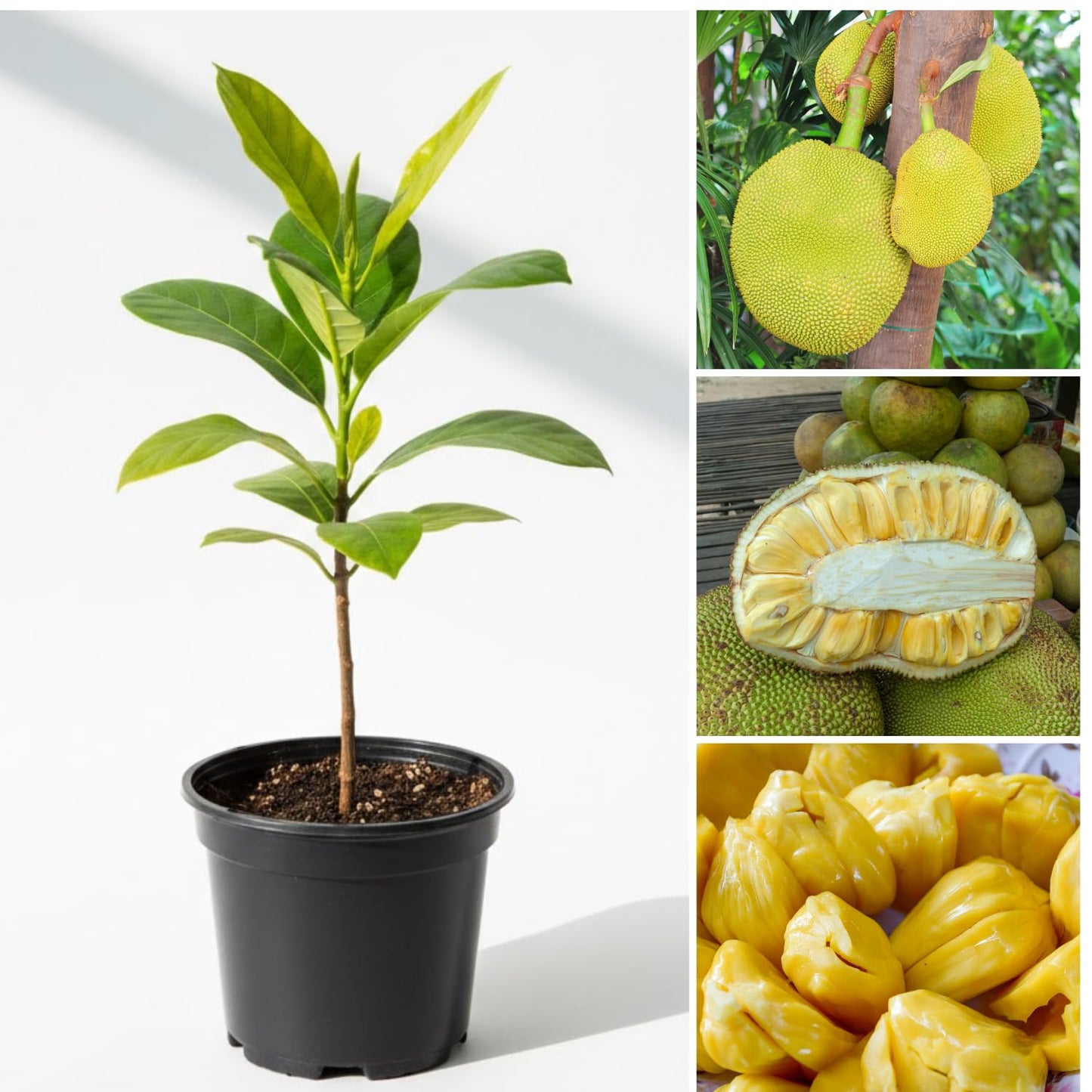 Live Jackfruit Tree Plant in 4 Inch Pot, 6 to 10 Inch, Live Tropical Fruit Plant, Hardy Perennial Jackfruit Tree, Large Sweet Fruits