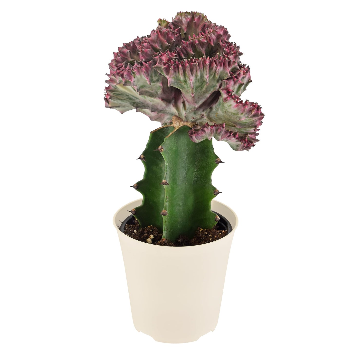 Arcadia Garden Products Live Mermaid Tail Cactus Indoor Houseplant in Plastic Pot, Euphorbia lactea Cristata Crested Coral Succulent Plant Gift for Home and Garden Decor, 4-inch, Light Purple