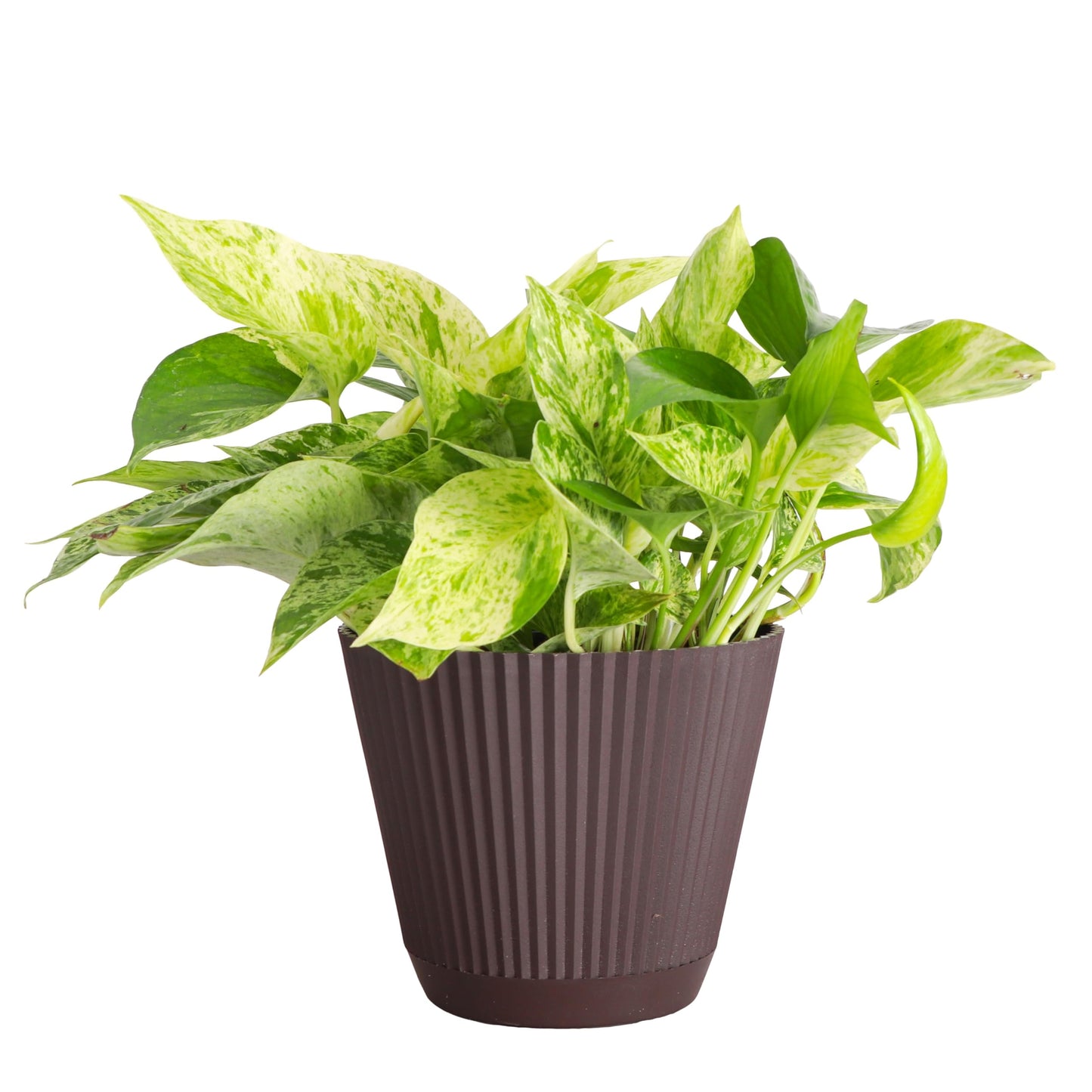 Thorsen's Greenhouse Marble Queen Pothos, Live Indoor Plant, Easy to Grow, Rare Variegated Houseplant, Natural Air Purifier, 6-inch Diameter Pot (Chocolate)