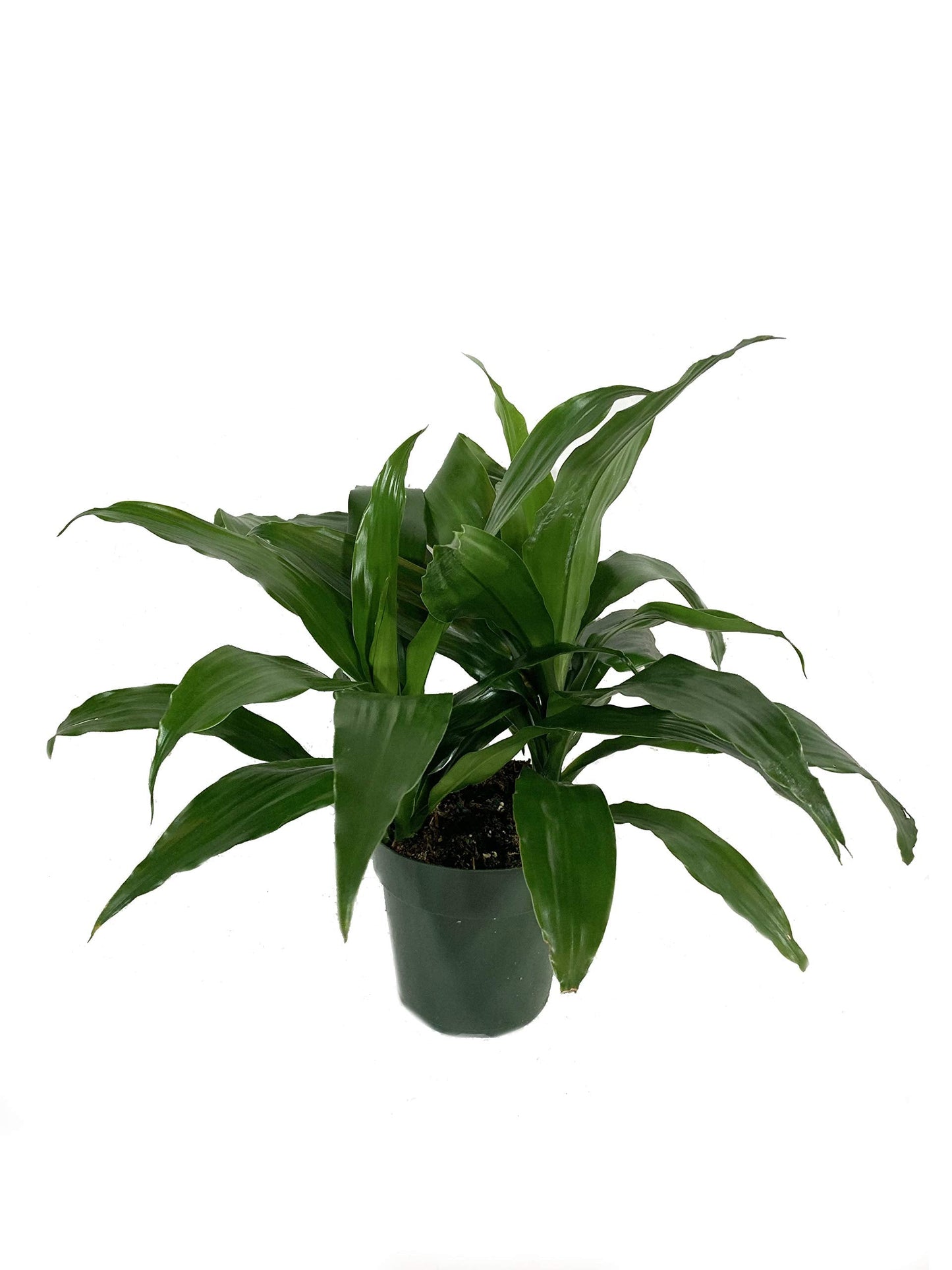 Dracaena Janet Craig - Live Plant in a 6 Inch Pot - Dracaena Deremensis 'Janet Craig' - Florist Quality Beautiful Low Light Indoor Houseplant