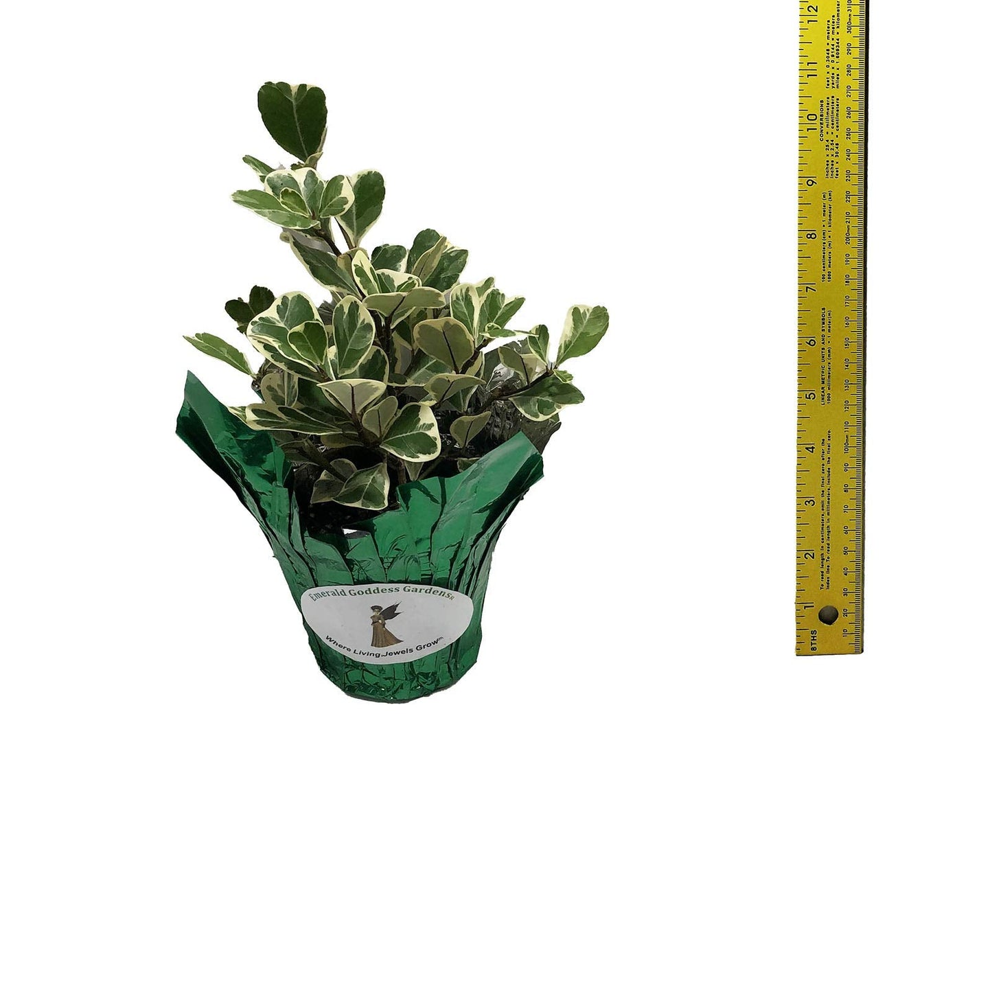 Variegated Ficus Triangularis - Live Tropical Shrub Plant - White Green Heart-Shaped Leaf - Emerald Goddess Gardens - Starter Sz 4 Inch Pot