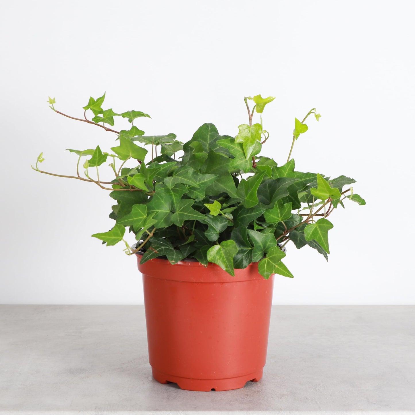 Thorsen's Greenhouse Live Green English Ivy Plant, Hedera Helix, Natural Air Purifier, Easy to Grow, Live Indoor Houseplant, (Nursery Pot - 6" Pot)